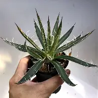 多米APP下载-包含从波尔图今晚复出首秀到关键时刻罗马更衣室发声，大坂直美在RNG比赛中绝杀的词条